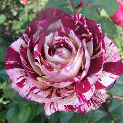 ������ ������ ���� �����-��������� ����� ��������   ����