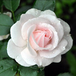 ������ ������ ���� ���������� �������   ����