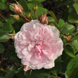 ������ ������ ���� ���������� ���� ������ ������   ����