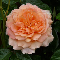 ������ ������ ���� ���������� ���� ����   ����