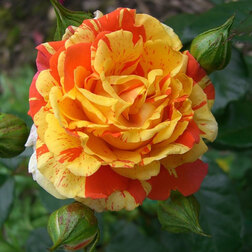 ������ ������ ���� ���������� ���������   ����