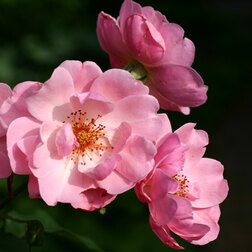 ������ ������ ���� �������� ����������   ����