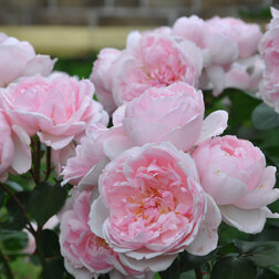 ������ ������ ���� �������� ����������   ����