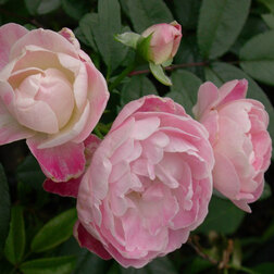 ������ ������ ���� ����������� ���� �������   ����