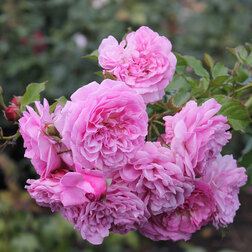 ������ ������ ���� ��������� �������� �����   ����