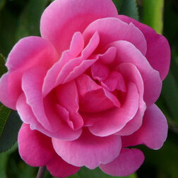 ������ ������ ���� ��������� �������� �� ����������   ����