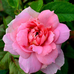 ������ ������ ���� ��������� �������� ������� �����   ����