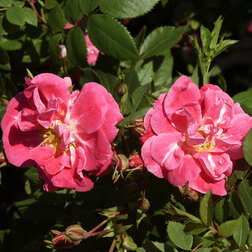 ������ ������ ���� ��������� ��������� ������ ������   ����