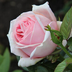 ������ ������ ���� ������ �����-��������� ��������   ����