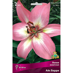 ������ ������ ����� ��������� ��� ����� (2 ��.)   ����