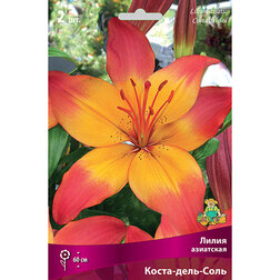 ������ ������ ����� ��������� �����-����-���� (2 ��.)   ����