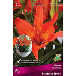 ������ ������ ����� ��������� ��������� ������� ���� (2 ��.)   ����