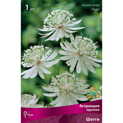 ������ ������ ��������� ������� �����   ����