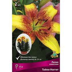 ������ ������ ����� ��������� ��������� ����� ������ (2 ��.)   ����