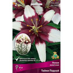 ������ ������ ����� ��������� ��������� ����� ������ (2 ��.)   ����