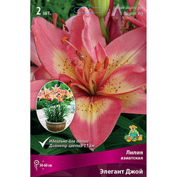 ������ ������ ����� ��������� ��������� ������� ���� (2 ��.)   ����