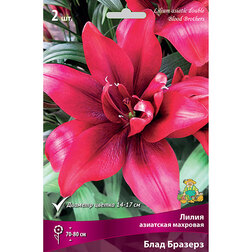 ������ ������ ����� ��������� �������� ���� ������� (2 ��.)   ����