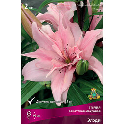 ������ ������ ����� ��������� �������� ����� (2 ��.)   ����