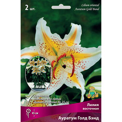 ������ ������ ����� ��������� ������� ���� ���� (2 ��.)   ����