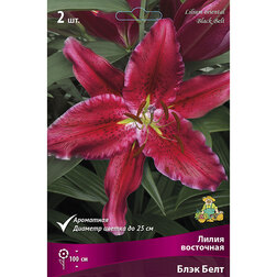 ������ ������ ����� ��������� ���� ���� (2 ��.)   ����