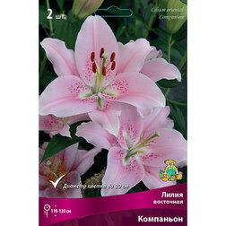 ������ ������ ����� ��������� ��������� (2 ��.)   ����