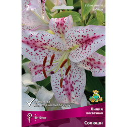 ������ ������ ����� ��������� ������ (2 ��.)   ����