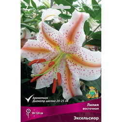 ������ ������ ����� ��������� ���������� (2 ��.)   ����