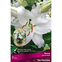 ������ ������ ����� ��������� ��������� ��� ������ (2 ��.)   ����