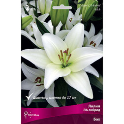 ������ ������ ����� ��-������ ��� (2 ��.)   ����