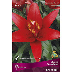 ������ ������ ����� ��-������ �������� (2 ��.)   ����