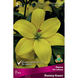 ������ ������ ����� ��-������ ������ ����� (2 ��.)   ����