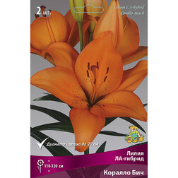 ������ ������ ����� ��-������ ������� ��� (2 ��.)   ����