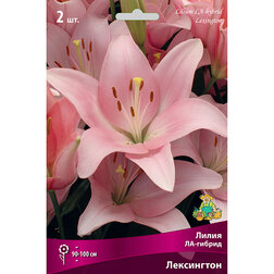 ������ ������ ����� ��-������ ���������� (2 ��.)   ����