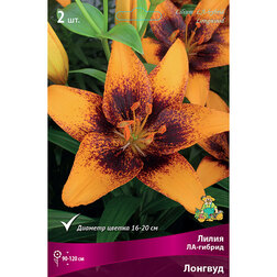 ������ ������ ����� ��-������ ������� (2 ��.)   ����