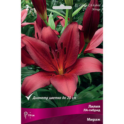 ������ ������ ����� ��-������ ����� (2 ��.)   ����