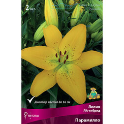 ������ ������ ����� ��-������ ��������� (2 ��.)   ����