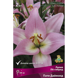 ������ ������ ����� ��-������ ���� ������� (2 ��.)   ����