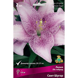 ������ ������ ����� ��-������ ���� ����� (2 ��.)   ����