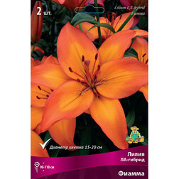 ������ ������ ����� ��-������ ������ (2 ��.)   ����