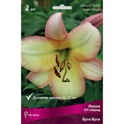 ������ ������ ����� ��-������ ���� ���� (2 ��.)   ����