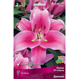 ������ ������ ����� ��-������ ������ (2 ��.)   ����