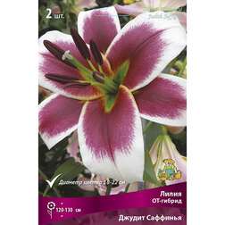 ������ ������ ����� ��-������ ������ �������� (2 ��.)   ����