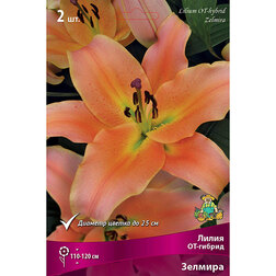 ������ ������ ����� ��-������ ������� (2 ��.)   ����