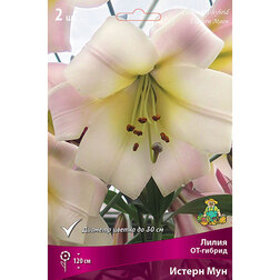 ������ ������ ����� ��-������ ������ ��� (2 ��.)   ����