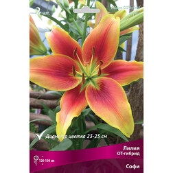 ������ ������ ����� ��-������ ���� (2 ��.)   ����