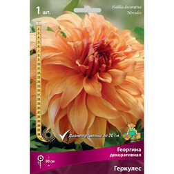 ������ ������ �������� ������������ �������� (1 ��.)   ����