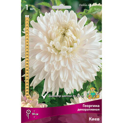 ������ ������ �������� ������������ ���� (1 ��.)   ����