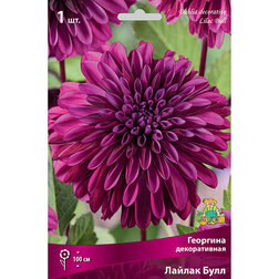 ������ ������ �������� ������������ ������ ���� (1 ��.)   ����