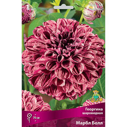 ������ ������ �������� ���������� ����� ���� (1 ��.)   ����