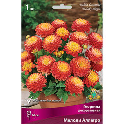 ������ ������ �������� ������������ ������ ������� (1 ��.)   ����